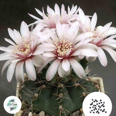 40 Seeds Gymnocalycium gaponii var Cactus Succulent seeds