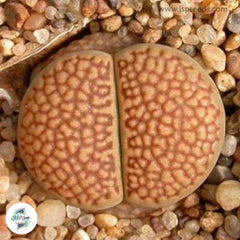 Lithops hallii C052 / 40 seeds