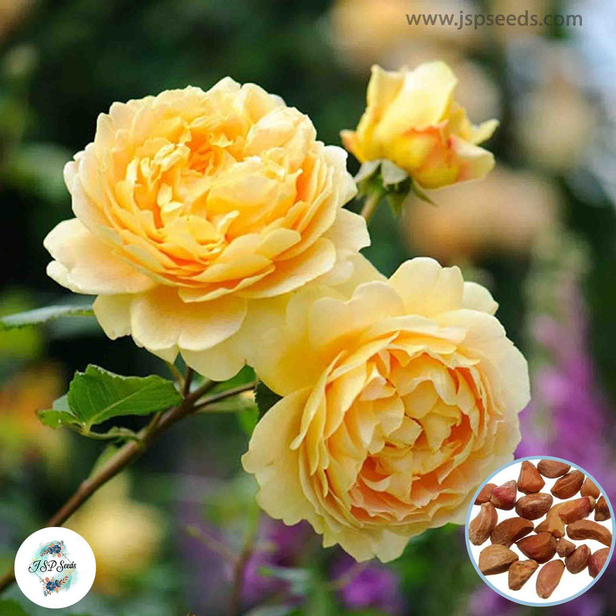 50 Heirloom Golden Celebration English Rose flower Bonsai Garden Seeds