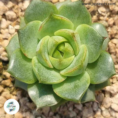 Echeveria turgida / 40 seeds