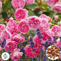 50 Heirloom Harlow Carr English Rose flower Bonsai Garden Seeds