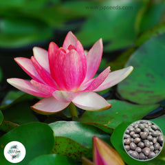 15 Thai Heirloom Lotus flower Bonsai Seeds Water Plants (Original Thai Seeds) 046