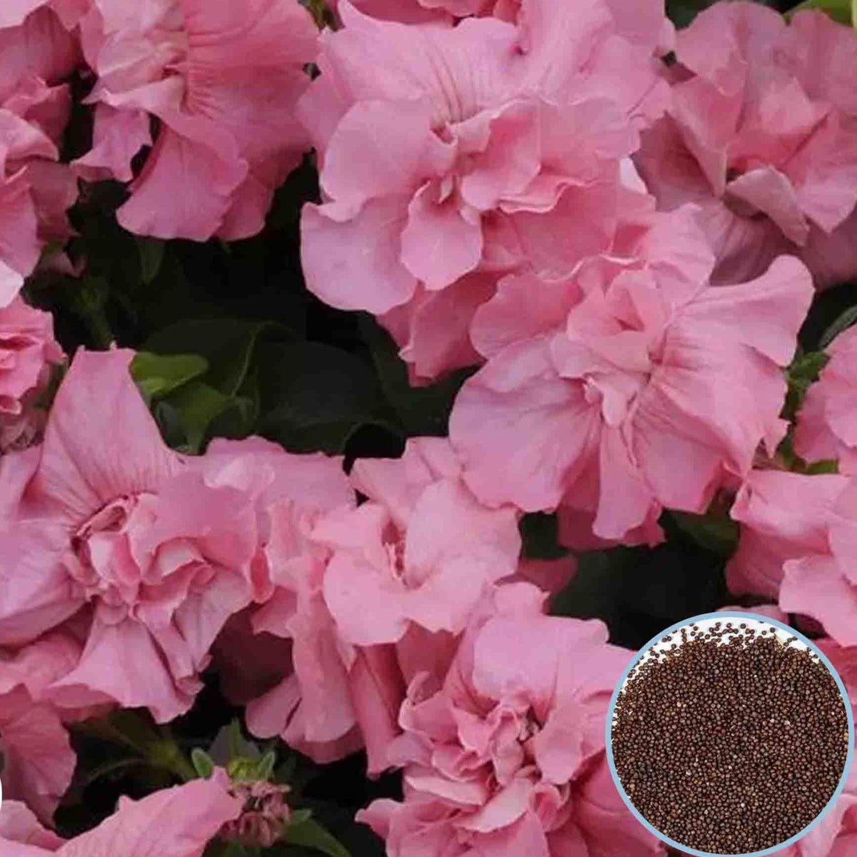 1000 Pink Double Madness Petunia Seeds Grandiflora, Multiflora, Milliflora Perennial Flowers Annual Seeds (Flower)