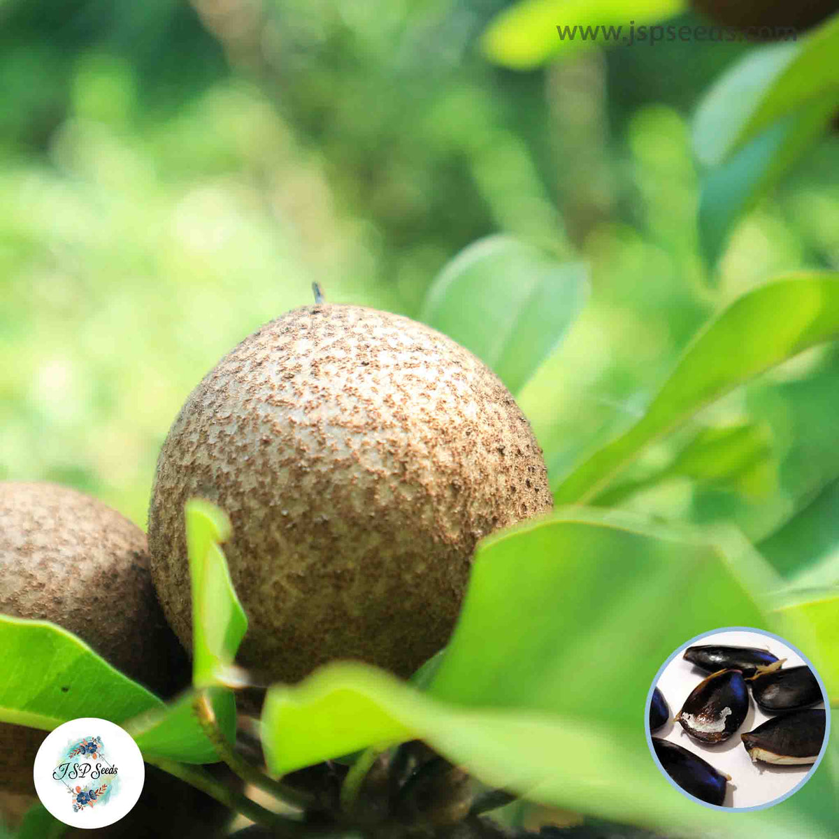 20 Tropical Giant Spodilla Manilkara achras Fosberg Thai Sapodilla Fruit, Lamoot Seeds (Asia Fruit)