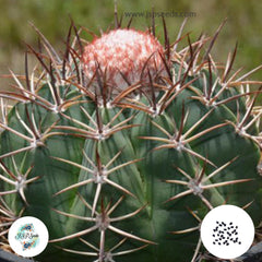 40 Seeds Melocactus schulzianus Cactus Succulent seeds