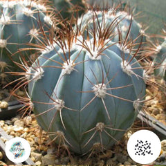 40 Seeds MELOCACTUS azureus Cactus Succulent seeds (Melo blue)