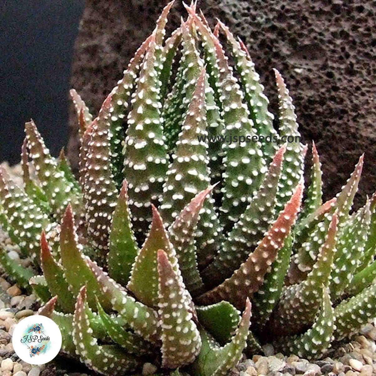 Haworthia pumila (Pearl plant) / 40 seeds