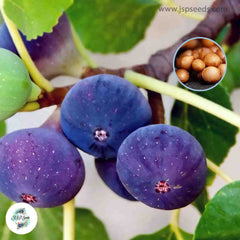 30 Purple Smyrna Ficus Carica Seeds Fig Seeds Tropical Bonsai Rare Fruit Seeds