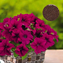 1000 Success Petunia Seeds Grandiflora, Multiflora, Milliflora Perennial Flowers Annual Seeds (Flower)