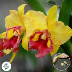 50 Yellow Cattleya Orchid flower Seeds (Flower Garden Potted Plants)Thailand Orchids