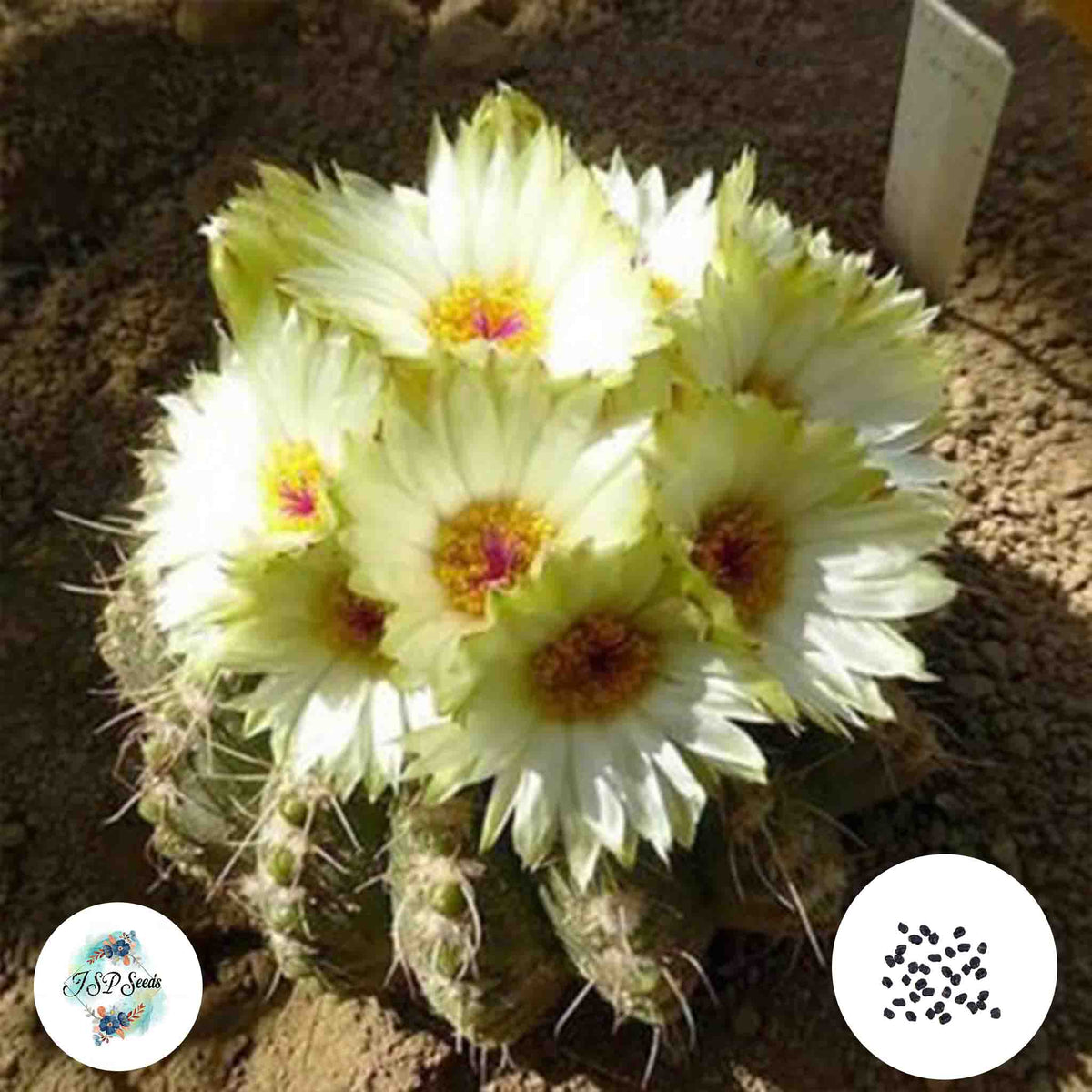 40 Seeds Notocactus uebelmannianus Cactus Succulent seeds HU78