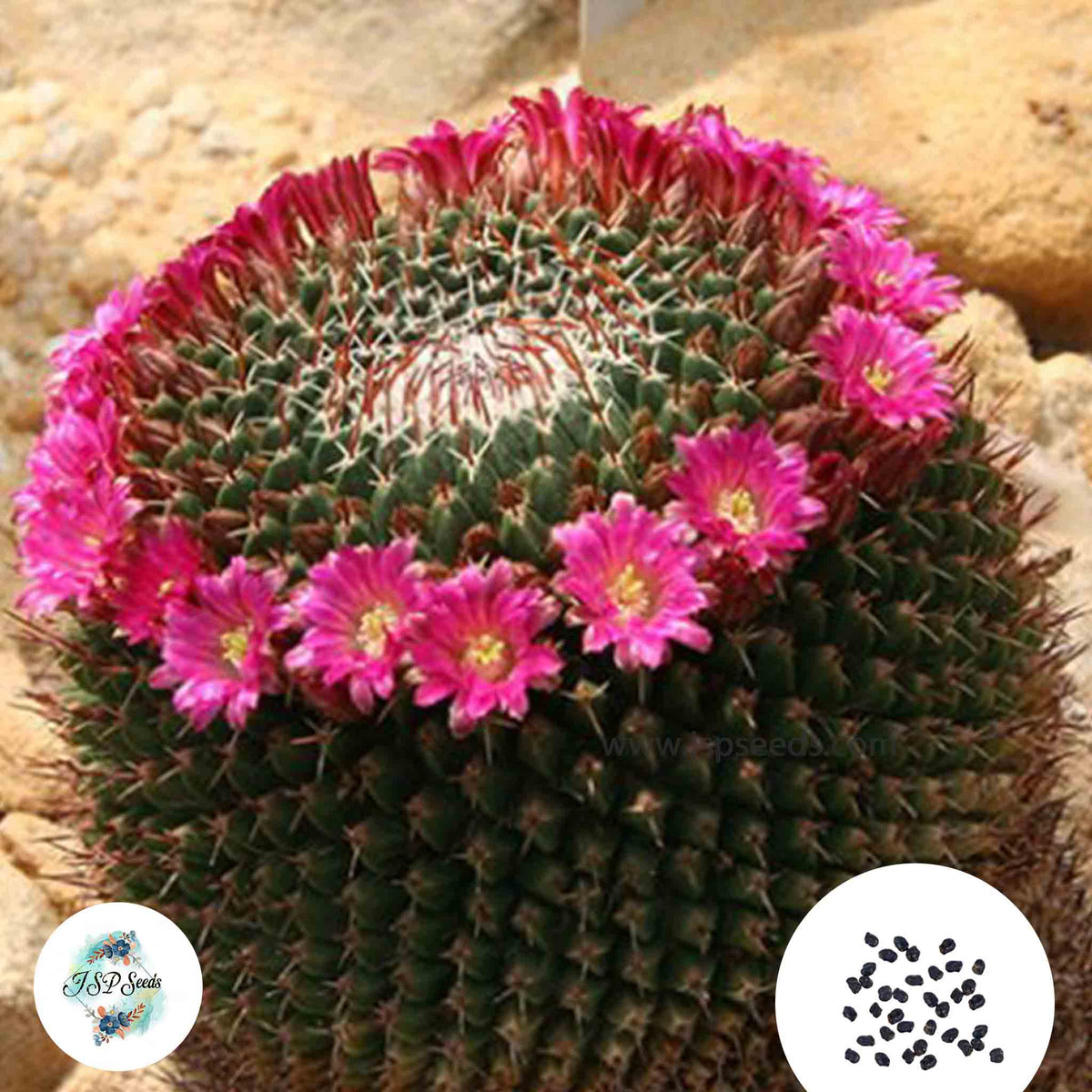 40 seeds Mammillaria mystax  Cactus Succulent seeds