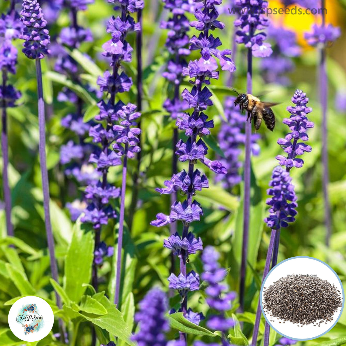 200 Purple Salvia Perennial Hummingbirds Butterflies Flower Seeds