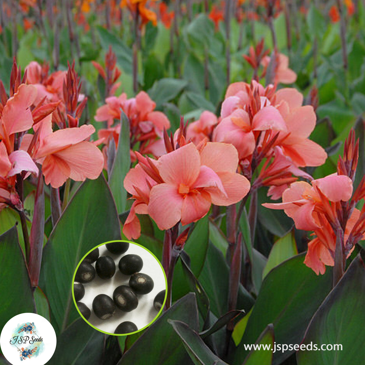 30 City of Portland CANNA LILY Indian Shot Canna Indica Flower Seeds Cannaceae (Asia Flower)