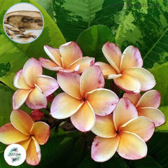 20 Thai Variegated Plumeria Rubra 2(Frangipani) Seeds Fresh Flower New Seeds