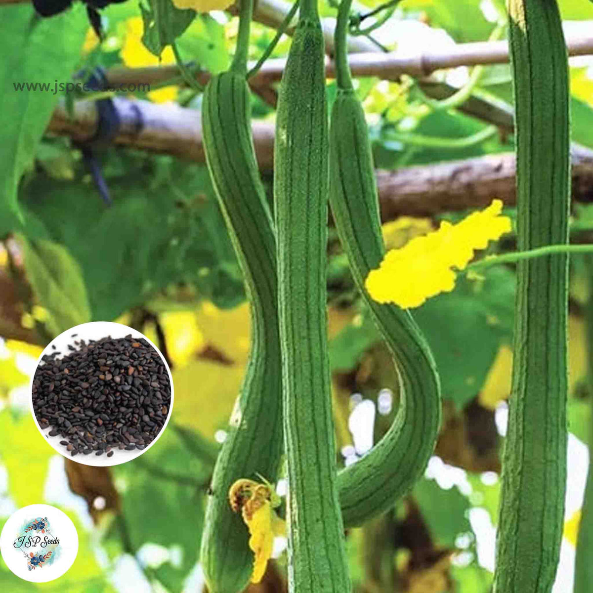 50 Extra Long Smooth Luffa Seeds (Asia Vegetable)