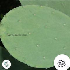 40 Seeds Opuntia ellisiana Cactus Succulent seeds