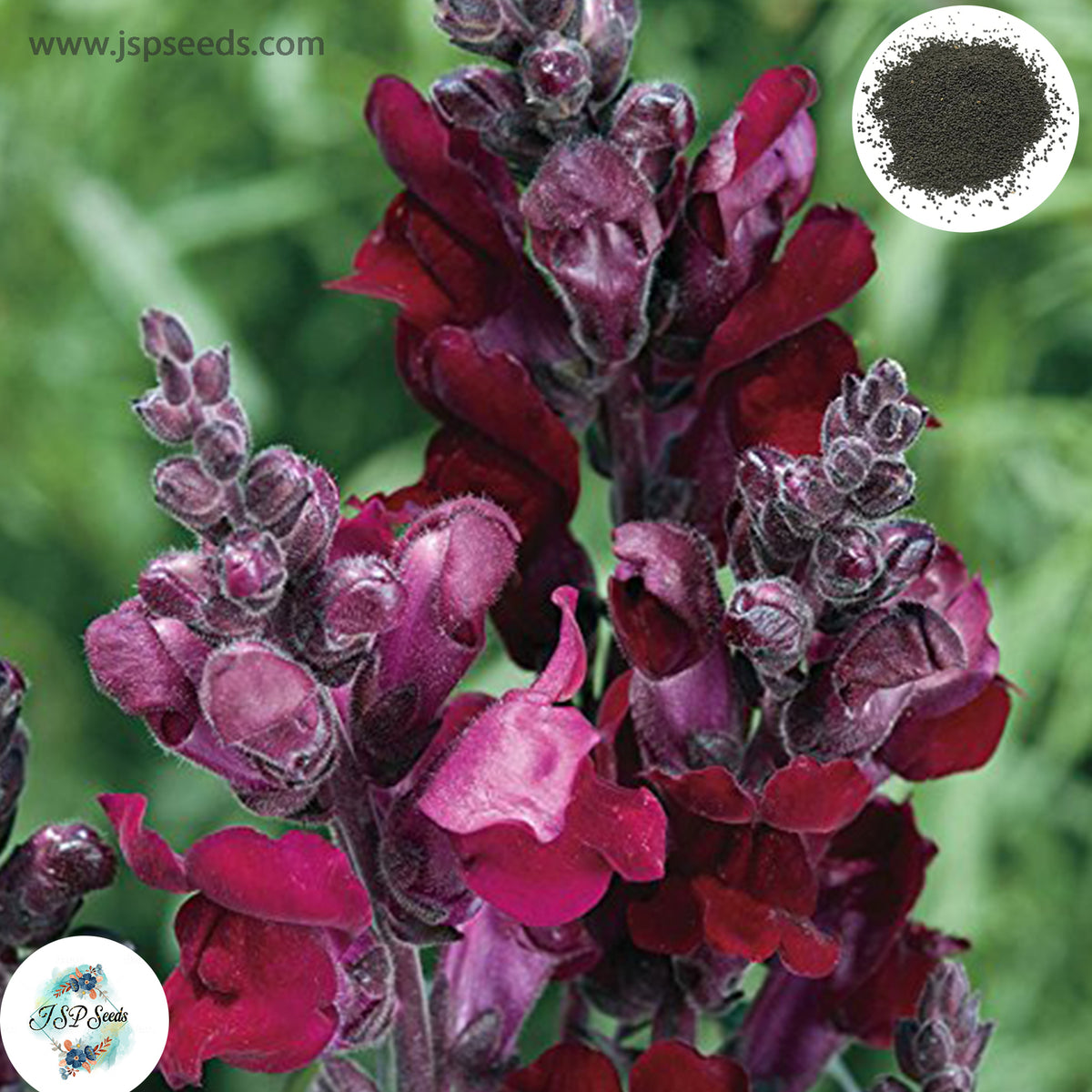 300 Black Prince Snapdragons (Antirrhinum majus) Seeds (Flower Garden Plants)