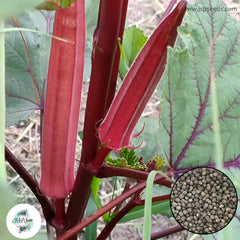 50 Red Lady's finger Okra Abelmoschus esculentus (L.) Moench Seeds (Asia Vegetable)