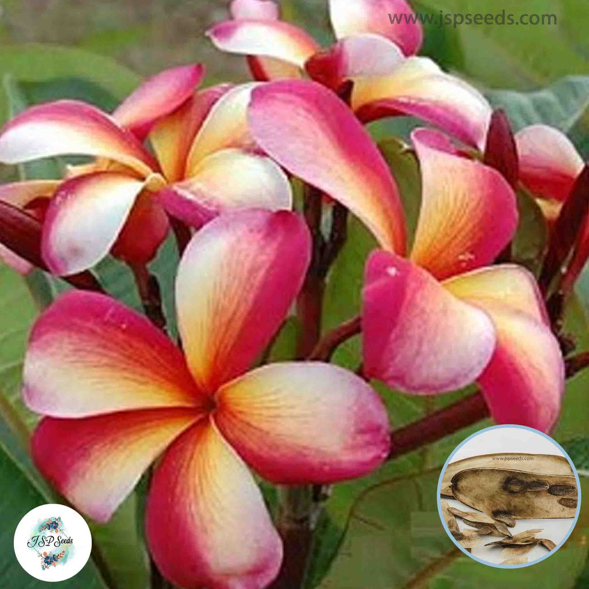 20 Thai Pet Sairung Plumeria Rubra(Frangipani) Seeds Fresh Flower New Seeds