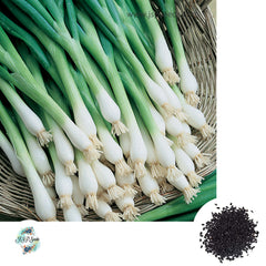 300 Tokyo Long White Bunching Spring Onion Heirloom Seeds (Vegetable) Non Gmo