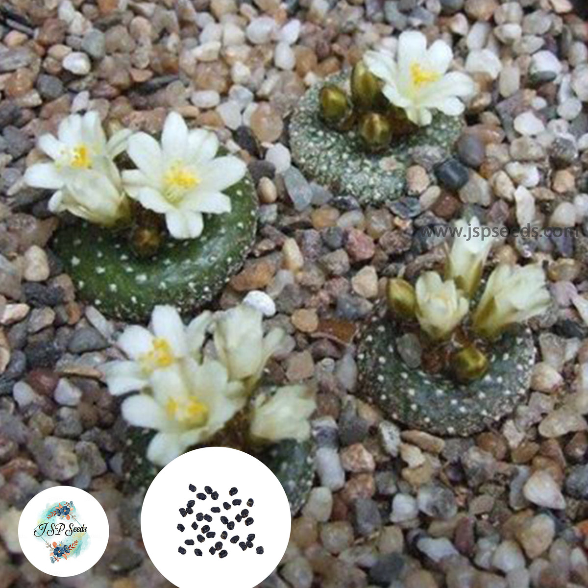 40 seeds Blossfeldia liliputana  Cactus Succulent seeds