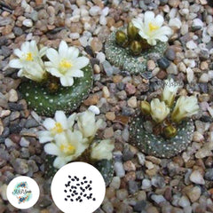 40 seeds Blossfeldia liliputana  Cactus Succulent seeds