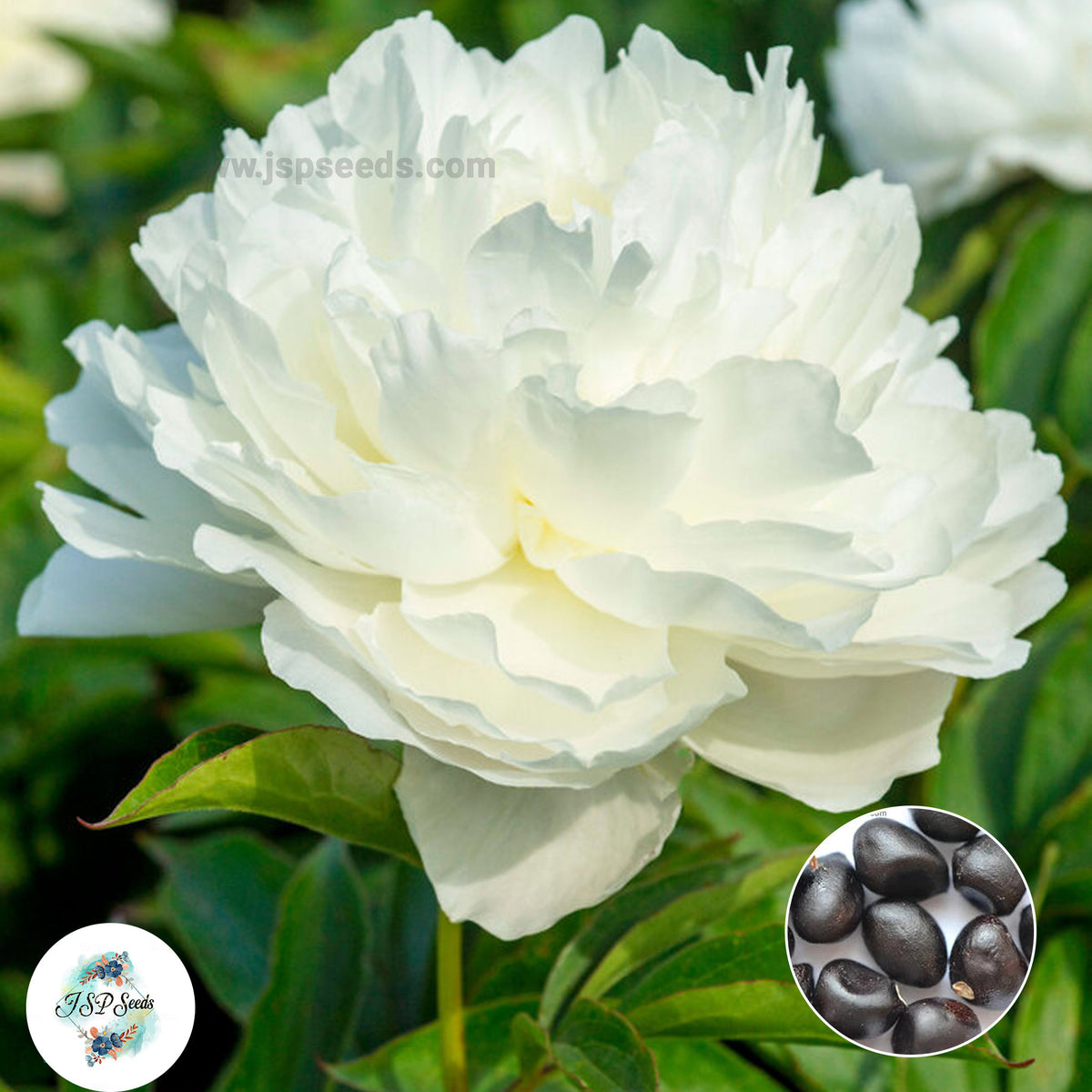 20 Class Act Peony Paeoniaceae Paeonia suffruticosa Tree Flower Plant Seeds (Lucky Flower) (Flower Garden Potted Plants)