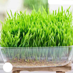 100 Farm Green Cat Wheat Herb Plants Heirloom Seeds (Vegetable Potted Plants) Cat Love it