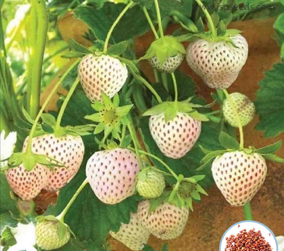 100 White Alpine Strawberry Seeds (Asia Fruit)