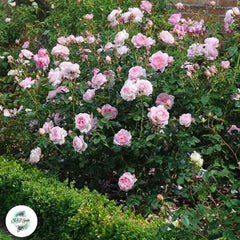 50 Heirloom Scepter'd Isle English Rose flower Bonsai Garden Seeds