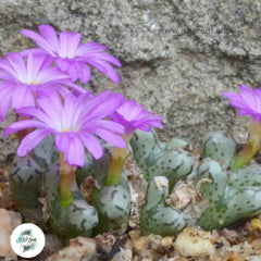 Conophytum turrigerum [RARE] / 40 seeds