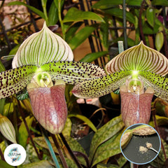 50 Paphiopedilum Orchids) Lady Slipper Orchid flower Seeds (Flower Garden Potted Plants)