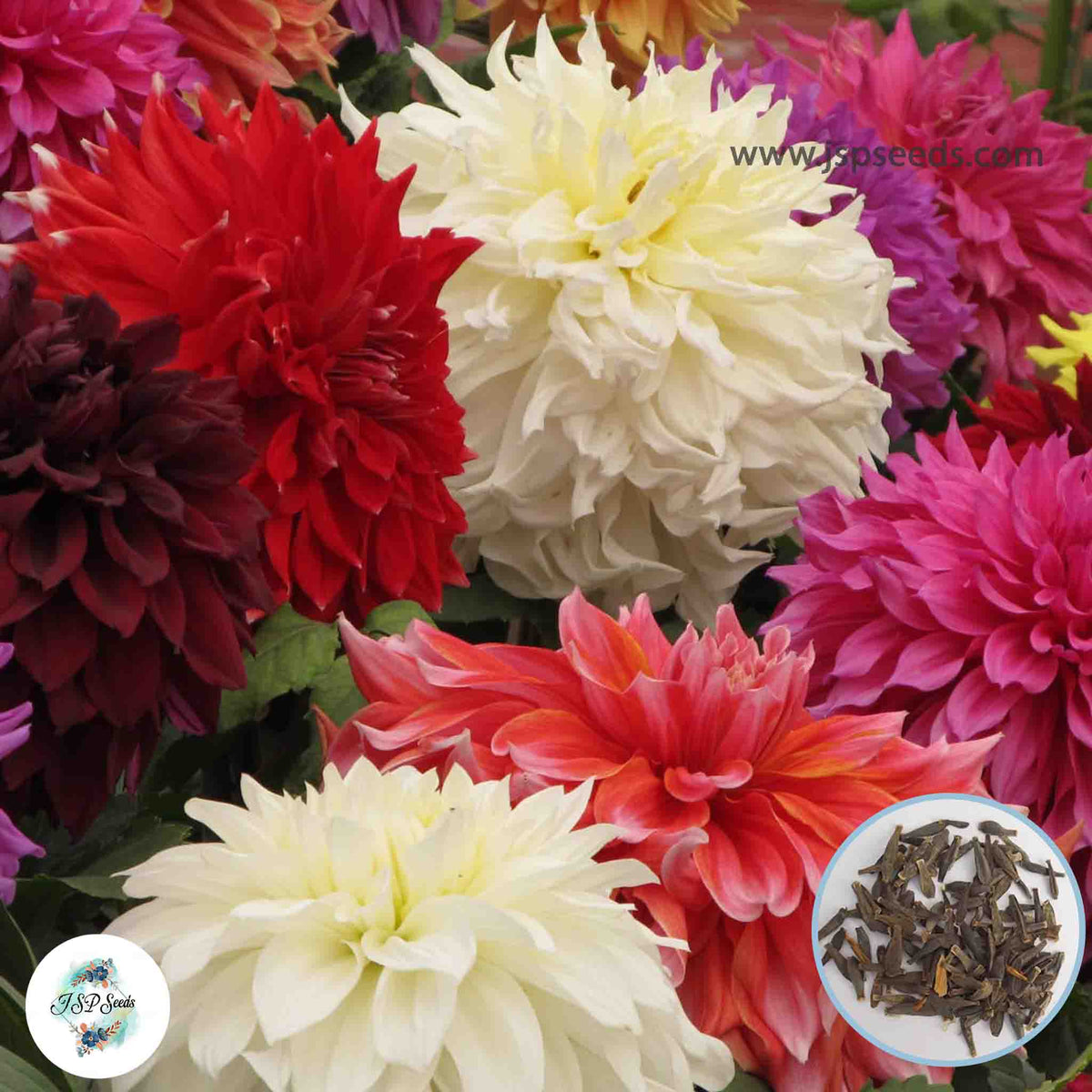 50 Mixed color Dahlia Seeds (Flower Garden Potted Plants)