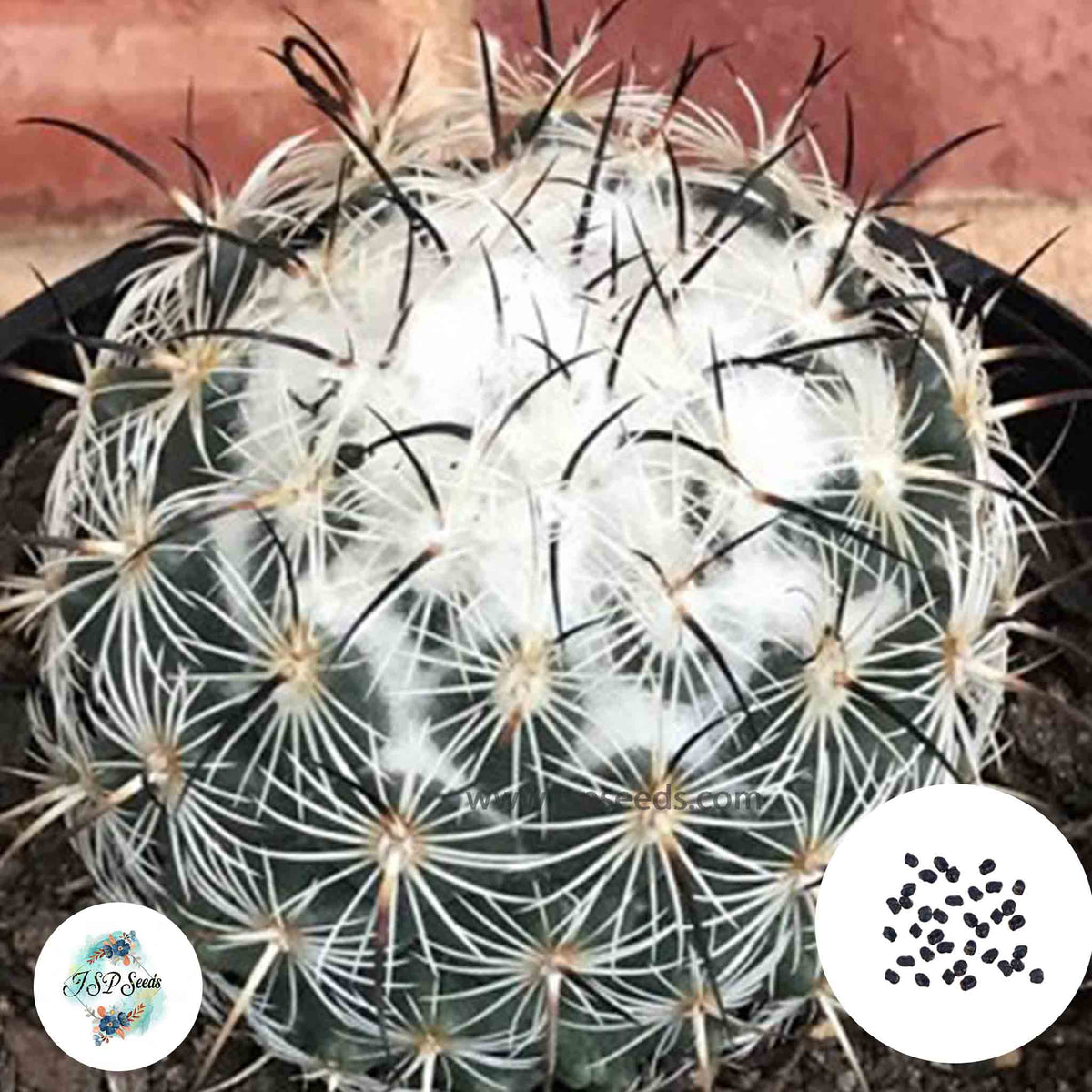 40 Seeds Coryphantha cornifera Cactus Succulent seeds