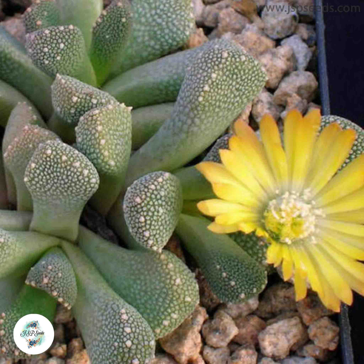 Aloinopsis luckhoffii / 40 seeds