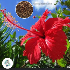 35 Red Queen Hibiscus Beautiful Hardy Perennials Seeds (Asia Flower Garden Plants)