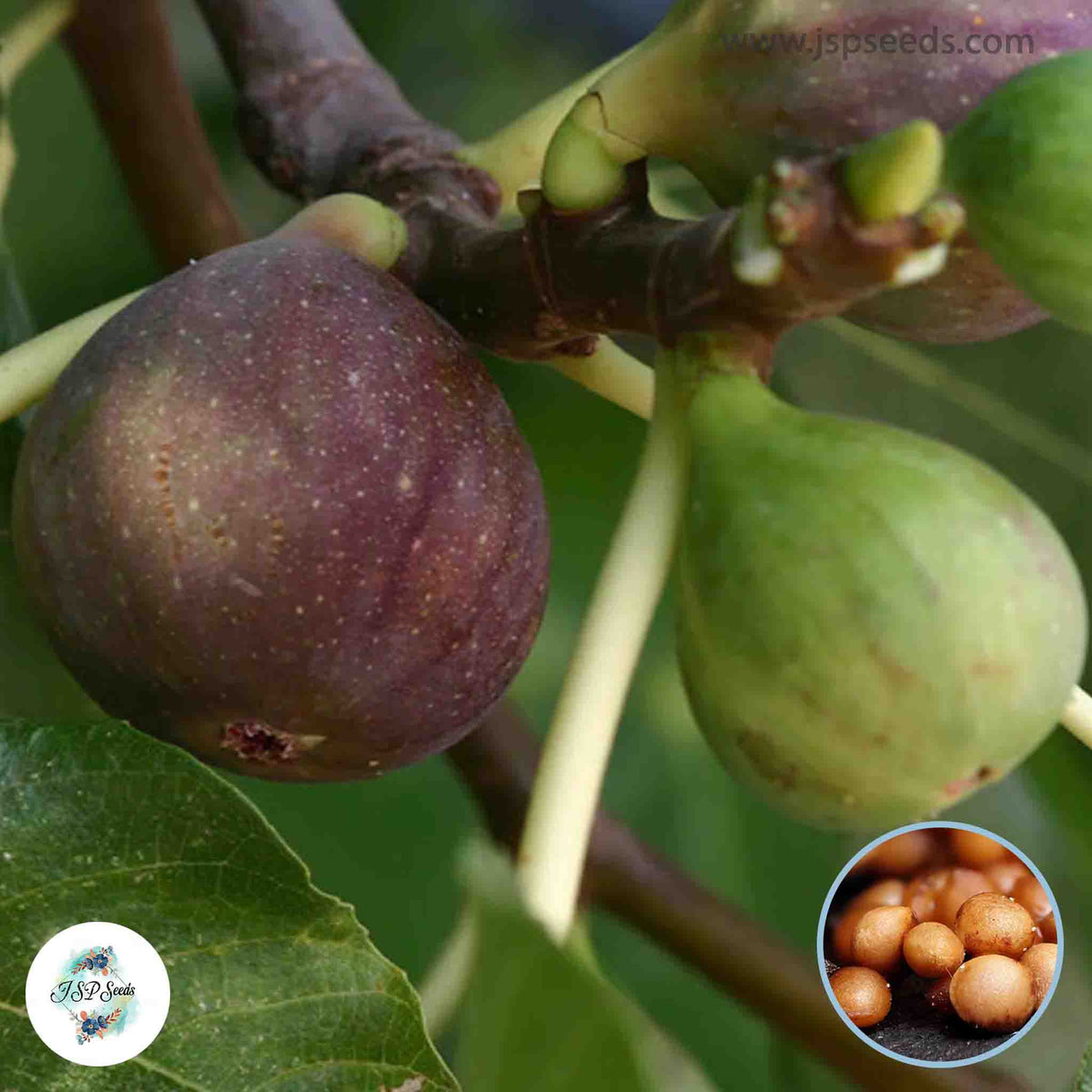 30 Violette de Solies Ficus Carica Seeds Fig Seeds Tropical Bonsai Rare Fruit Seeds