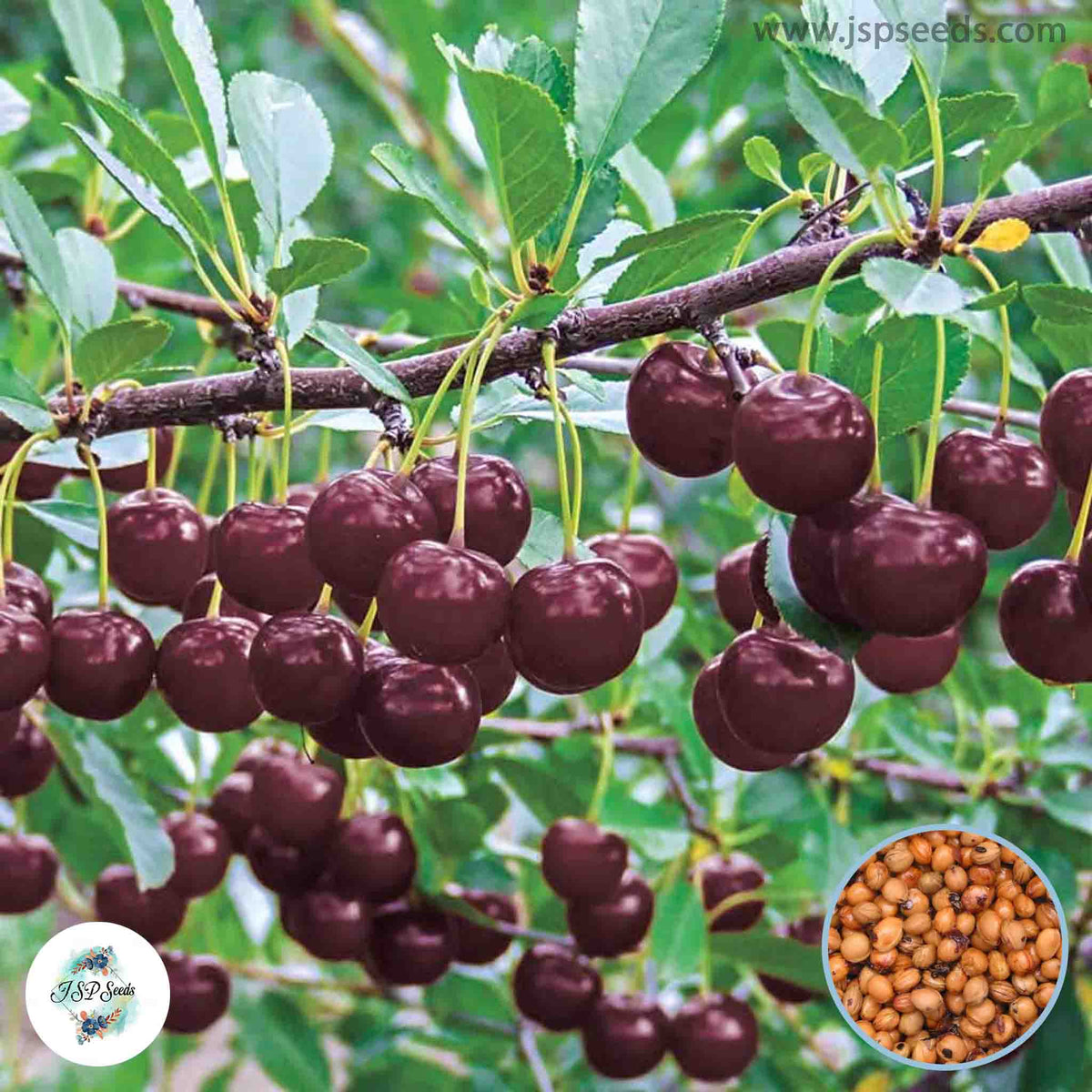 20 Dark Red Cherry Sweet Dwarf Fruit Tree Spring Farm Home Seeds