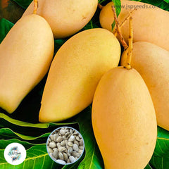 5 Thai Yellow Sweet Nam Dok Mai Mango Seeds (Asia Fruit) Delicious Mango Fruit Tree (Mangifera indica L.)