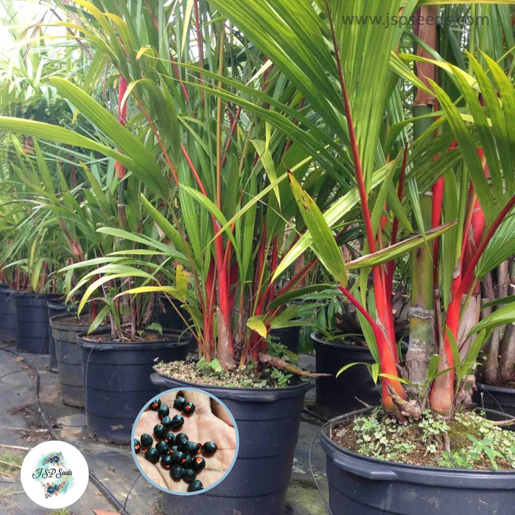 20 Red Sealing wax palm, Lipstick palm, Raja palm, Maharajah palm Seed ...