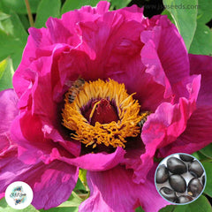 20 Cardinal Vaughan Peony Paeoniaceae Paeonia suffruticosa Tree Flower Plant Seeds (Lucky Flower) (Flower Garden Potted Plants)