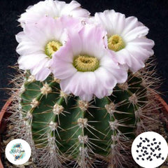 40 Seeds Acanthocalycium spiniflorum Cactus Succulent seeds B015