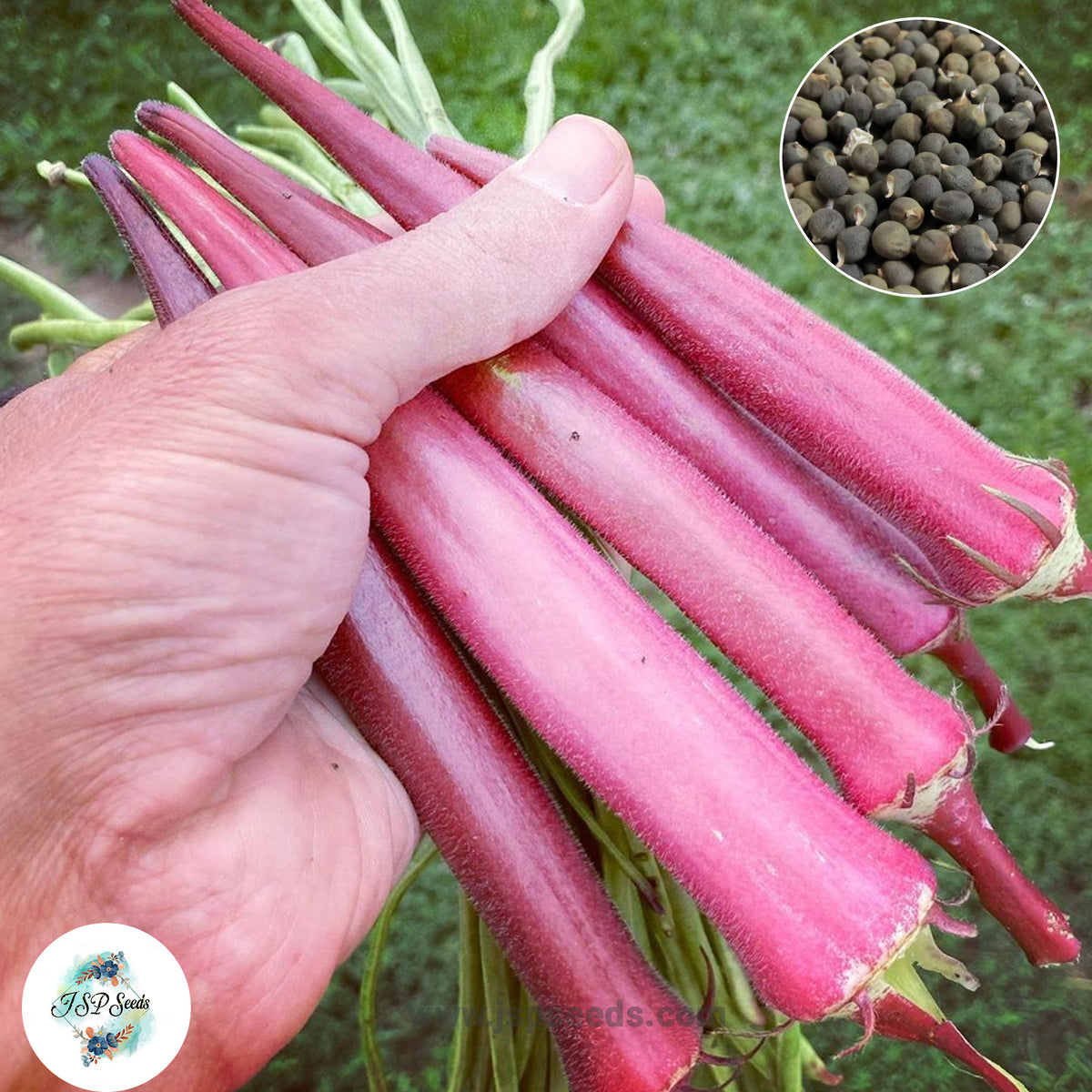 50 Okinawa Pink Okra Heirloom Seeds (Vegetable) Non Gmo