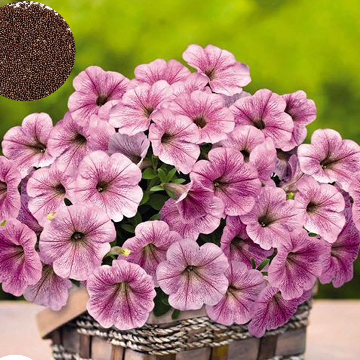 1000 Sliver Vein Success Petunia Seeds Grandiflora, Multiflora, Milliflora Perennial Flowers Annual Seeds (Flower)