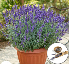 100 English Lavender Flower Seeds (Flower Plants)