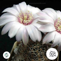 40 Seeds Mediolobivia eos Cactus Succulent seeds