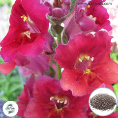 300 La Bella Snapdragons (Antirrhinum majus) Seeds (Flower Garden Plants)