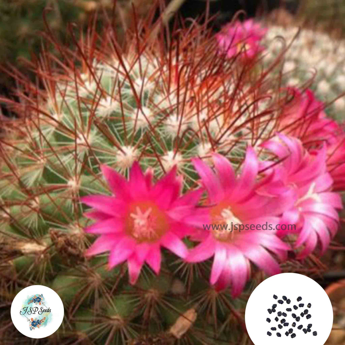 40 Seeds Mammillaria albrechtiana Cactus Succulent seeds