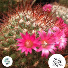 40 Seeds Mammillaria albrechtiana Cactus Succulent seeds